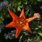 Preview: Lilienblütige Tulpe Ballerina 3