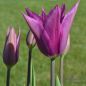 Preview: Lilienblütige Tulpe Burgundy 2