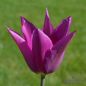 Preview: Lilienblütige Tulpe Burgundy 1