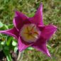 Preview: Lilienblütige Tulpe Burgundy 3