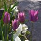 Preview: Lilienblütige Tulpe Burgundy 4