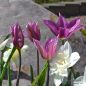 Preview: Lilienblütige Tulpe Burgundy 5