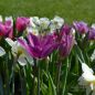 Preview: Lilienblütige Tulpe Burgundy 6