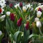 Preview: Lilienblütige Tulpen Lasting Love 6