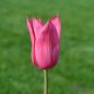 Preview: Lilienblütige Tulpe Mariette 1