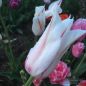 Preview: Lilienblütige Tulpen Marilyn 2