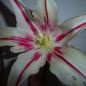 Preview: Lilienblütige Tulpen Marilyn 3