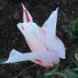 Preview: Lilienblütige Tulpen Marilyn 4