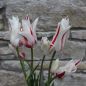 Preview: Lilienblütige Tulpen Marilyn 5