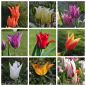 Preview: ABVERKAUF  Tulpen Mischung 250 Stück