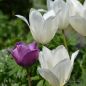 Preview: Lilienblütige Tulpe White Triumphator 5