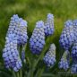 Preview: Muscari Traubenhyazinthe armeniacum Manon