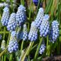 Preview: Muscari Traubenhyazinthe armeniacum Manon