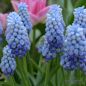 Preview: Muscari Traubenhyazinthe armeniacum Manon