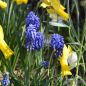 Preview: Muscari Traubenhyazinthe aucheri Blue Magic