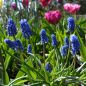 Preview: Muscari Traubenhyazinthe aucheri Dark Eyes