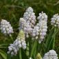 Preview: Muscari Traubenhyazinthe aucheri White Magic 2