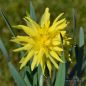 Preview: Narcissus Spezies Rip van Winkle 1
