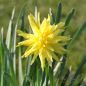 Preview: Narcissus Spezies Rip van Winkle 3