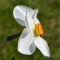 Preview: Kleinkronige Narzissen Edna Earl 3