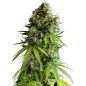 Preview: NYC Sour D Auto Hanf Samen