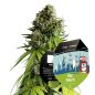 Preview: NYC Sour D Auto Cannabis Saatgut
