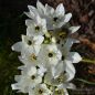 Preview: Ornithogalum arabicum Milchstern