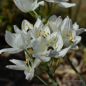 Preview: Ornithogalum arabicum Milchstern