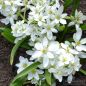 Preview: Ornithogalum balansae - Milchstern 1