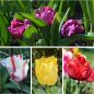 Preview: ABVERKAUF  Tulpen Mischung 250 Stück