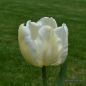Preview: Papagei Tulpe White Parrot 1