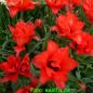 Preview: Greigii Tulpen Double Red Riding Hood