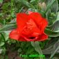 Preview: Greigii Tulpen Double Red Riding Hood