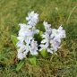 Preview: Scilla mischtschenkoana (tubergeniana) 4