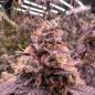 Preview: Seifenblasen Cannabis Saatgut