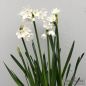 Preview: Tazetten Narzissen Paperwhite Grandiflora 2