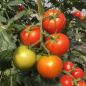 Preview: Tomaten Harzfeuer F1