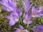 Preview: Crocus Botanische tommasinianus Lilac Beauty 4