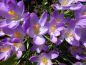 Preview: Crocus Botanische tommasinianus Lilac Beauty 3