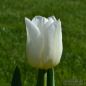 Preview: Triumph Tulpen Agrass White 1