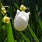 Preview: Triumph Tulpen Agrass White 4