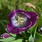 Preview: Triumph Tulpen Alibi