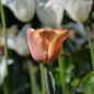 Preview: Triumph Tulpen Apricot Foxx 2