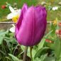 Preview: Triumph Tulpen Blue Beauty 2
