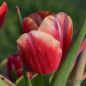 Preview: Triumph Tulpen Dow Jones 1