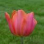 Preview: Triumph Tulpen Jimmy 1