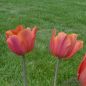 Preview: Triumph Tulpen Jimmy 2