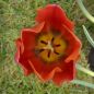 Preview: Triumph Tulpen Jimmy 3
