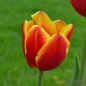 Preview: Triumph Tulpen Kees Nelis