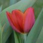 Preview: Triumph Tulpen Orange Cassini 2